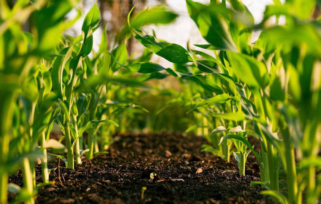 Agriculture & Sustainability activities